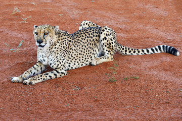 Wall Mural - africa. namibia. cheetah