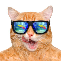 Wall Mural - Cat wearing sunglasses relaxing in the sea background. Isolated on white.