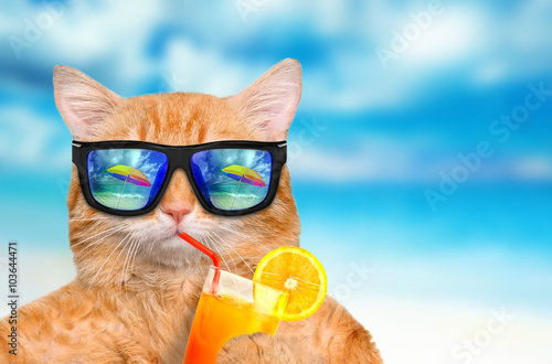 Plakat Kot jest ubranym okulary przeciwsłonecznych relaksuje w dennym tle