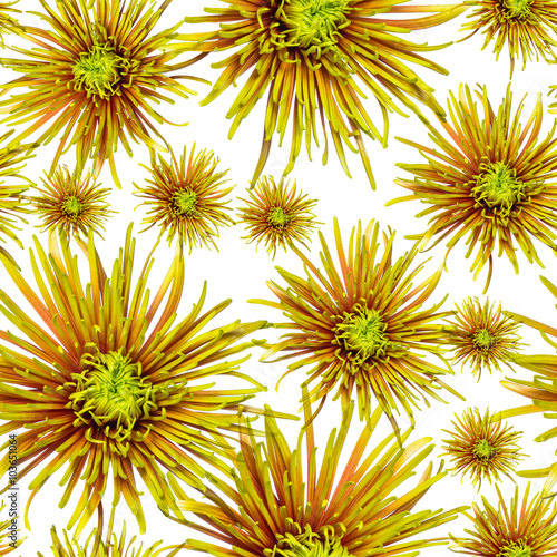 seamless pattern green orange chrysanthemum