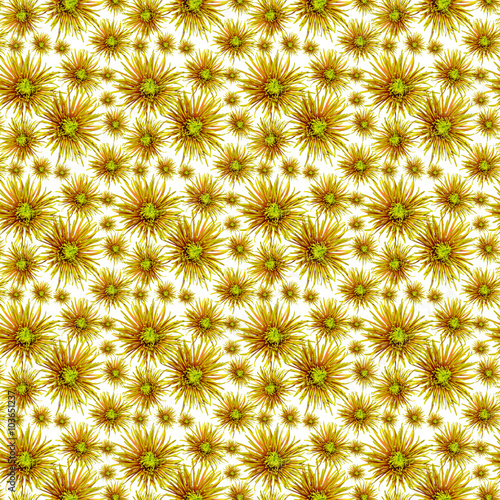 flower pattern  green orange chrysanthemum