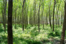 Rubber Tree Plantation On A Sunny Day With Green Undergrowth