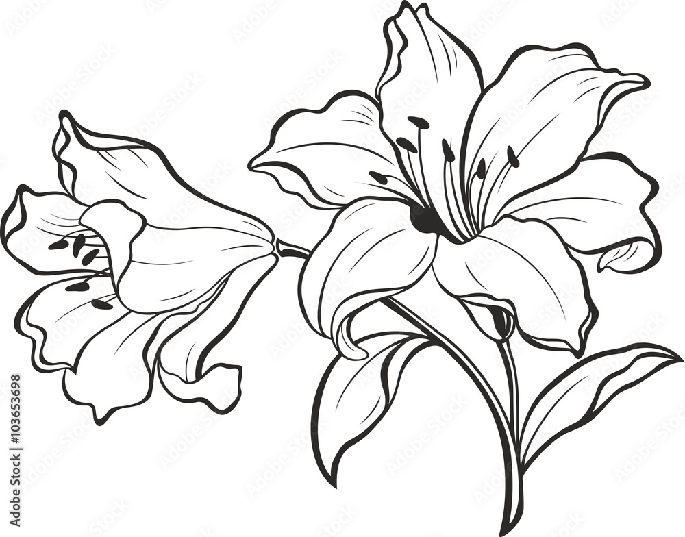 Lily flowers. Blooming lily. Card or floral background with blooming lilies flowers. 
Silhouette of lily flowers  isolated on white background. Vector illustration. - obrazy, fototapety, plakaty 