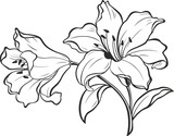 Lily flowers. Blooming lily. Card or floral background with blooming lilies flowers. 
Silhouette of lily flowers  isolated on white background. Vector illustration.