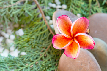 Nature background of plumeria or frangipani sweet lovely single