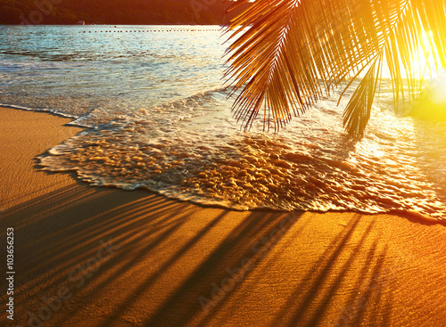 Stampe Beautiful sunset at Seychelles beach with palm tree shadow