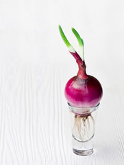 Red  onion grown in a small clear glass on a white wooden backgr