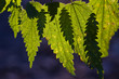 Листья жгучей крапивы в котровом свете
