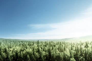 Wall Mural - forest in sunset time