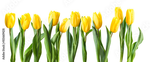 Naklejka dekoracyjna Yellow Tulip Flowers Isolated
