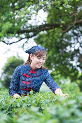 Wall Mural - beautiful Asian girl working in green tea plantation