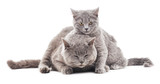 Fototapeta Koty - Two gray cat.