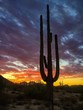 Saguaro cactus silhouette at sunset in the Arizona desert