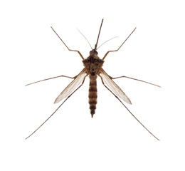 brown small isolated mosquito