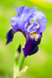 blue iris flower closeup. Selectiv focus.  