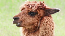 Portrait Of Alpaca Chewing On Green Background.