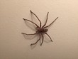 Huntsman Spider on White Wall