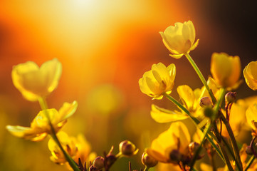 field of spring flowers