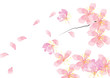 cherry blossom flowers background 