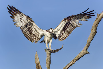 Wall Mural - osprey