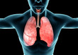 Apparato respiratorio, polmoni, raggi x, anatomia corpo umano