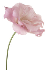 Wall Mural - eustoma