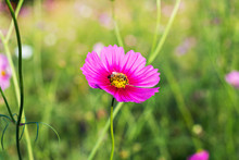 Cosmos Flowers And Bee In The Garden