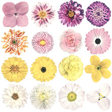 Various Vintage Retro Flowers Collection Isolated On White