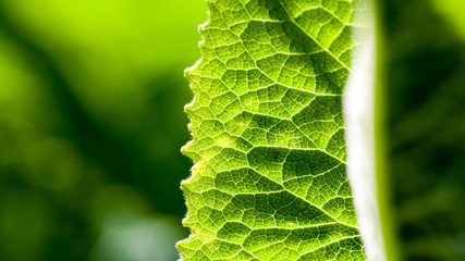 Green abstract with leaf texture