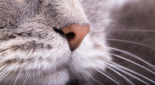 Fragment Of A Muzzle Of A Gray Cat - A Nose And Moustaches