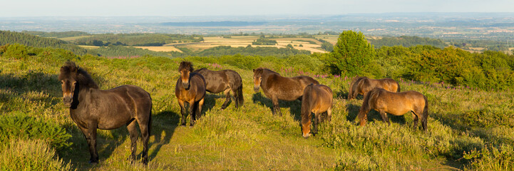 Sticker - Wild ponies Quantock Hills Somerset England UK countryside views panoramic view