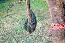 Tail Of Elephant