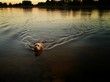 Dog swimming in lake at sunset