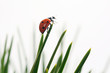 Ladybug on pine needles