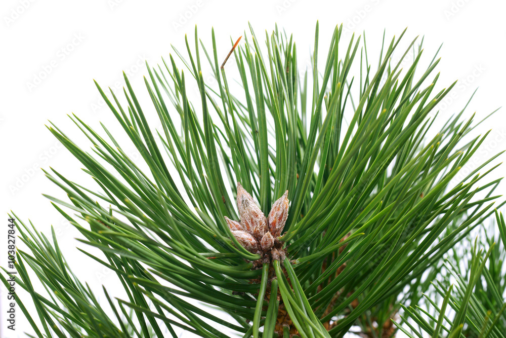 Spring pine buds - Pinus nigra Nana - obrazy, fototapety, plakaty 