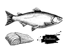 Vector Vintage Salmon Drawing. Hand Drawn Monochrome Seafood Ill