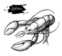 Vector Vintage Lobster Drawing. Hand Drawn Monochrome Seafood Il