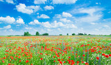 Fototapeta Maki - Field of bright red corn poppy flowers in summer