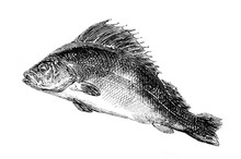 An Engraved Vintage Fish Illustration Image Of A Common Perch, From A Victorian Book Dated 1857 That Is No Longer In Copyright
