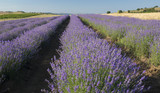 Fototapeta Krajobraz - Rows of lavender