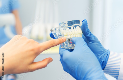 Fotomural Cerca de las manos del dentista con los dientes o modelo de mandíbula