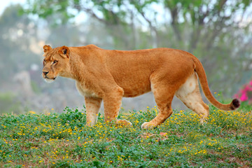 Wall Mural -  lioness