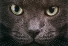 Grey Cat Face Closeup With Green Eyes, British Cat