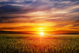 Fototapeta Zachód słońca - Green Field and Beautiful Sunset