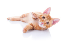 Happy Playing Pet Cat Kitten Isolated