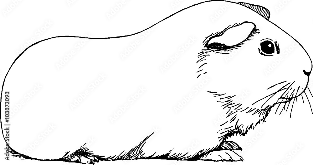 Vintage drawing guinea pig Stock Illustration | Adobe Stock vintage-drawing-guinea-pig-stock-illustration-adobe-stock