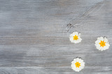 Fototapeta Kwiaty - Wiosenna kwiaty pierwiosnki na desce