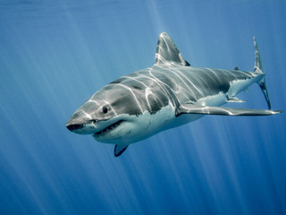 great white shark and sun rays