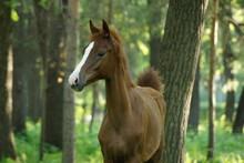 Teen Foal In Spring Forest