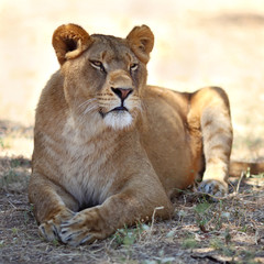 Wall Mural - Close Up picture of lioness resting in the grass